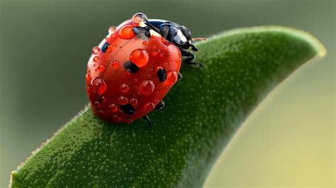 Hd Wallpaper Ladybug Insect Nature Ladybugs Macro Red Close Up