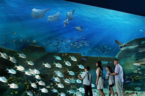 1 Day E Ticket To The Singapore Sea Aquarium For Small Group 2023