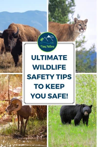 Ultimate Wildlife Safety Tips You Should Know Van Adieu