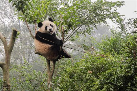 Centro Para La Investigación Y La Reproducción Del Panda Gigante En