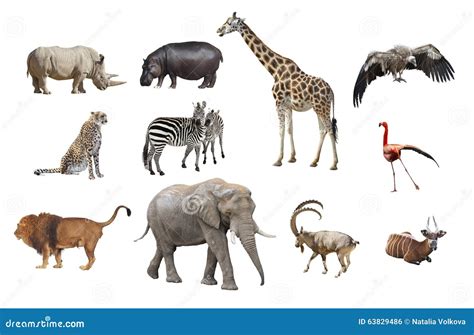 African Animals Backgrounds