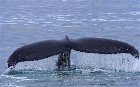 Humback Whale Megaptera Novaeangeliae Near Spitsbergen Svalbard