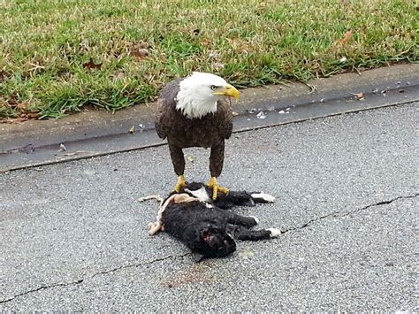 Sometimes People Forget That Americas National Bird Is A Hunter