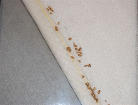Bed Bugs Informational Guide To Bed Bugs Purdue Monitoring