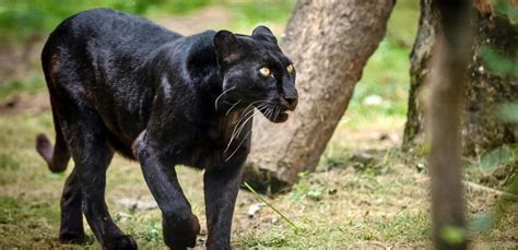 Top 25 Wildlife Sanctuaries in India