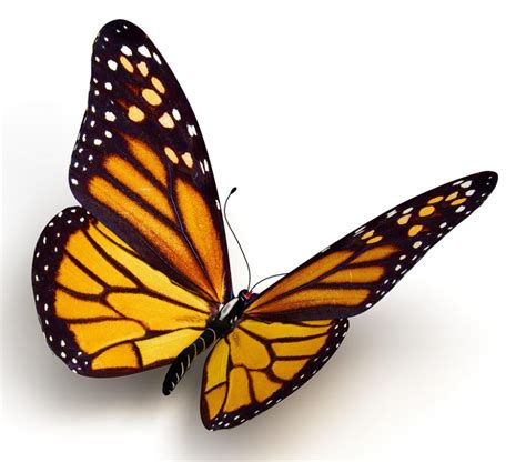 Simple Butterfly Drawing Realistic Realistic Butterfly Drawing At