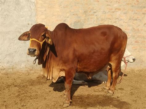 Sahiwal Cow By Shree Jeevan Dairy Sahiwal Cow From Sirsa Haryana India