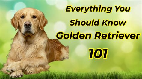 Golden Retriever 101 Is It Right For You Youtube