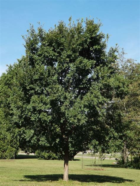 Ulmus Parvifolia Matthew Matthew Chinese Elm Matthew Lacebark Elm