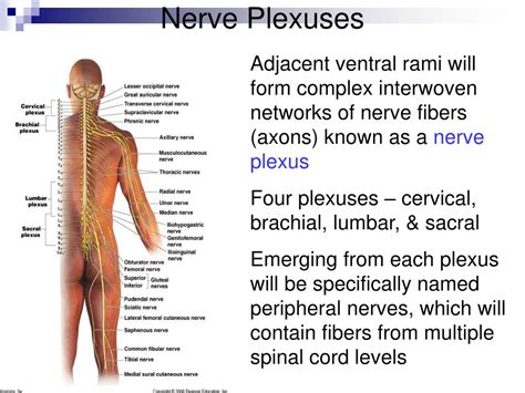Ppt The Nervous System Spinal Cord Spinal Nerves And Tracts Powerpoint