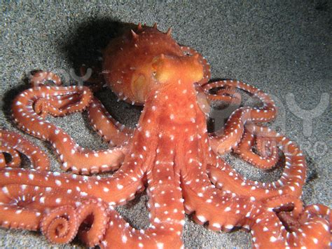 High Res Top View Octopus Facts Octopus Species