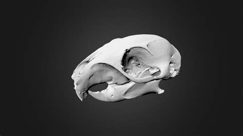 Squirrel Skull 3d Scan 3d Model By Gomeasure3d 34b344b Sketchfab