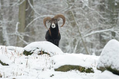 European Mouflon Ovis Orientalis Stock Photo Image Of Hills Tree