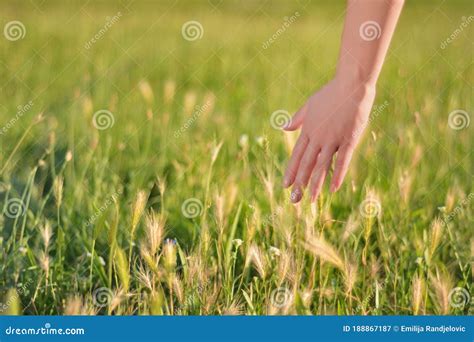 Young Woman Hand Touching Grass On Meadow In Nature Relaxation And