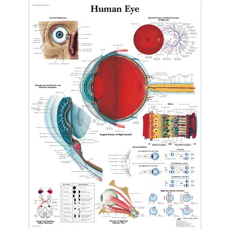 Human Eye Chart 1001496 3b Scientific Vr1226l Ophthalmology