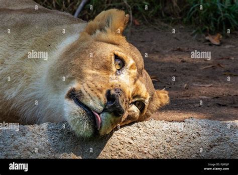African Lion Panthera Leo Female Captive Los Angeles Zoo Kalisa 12