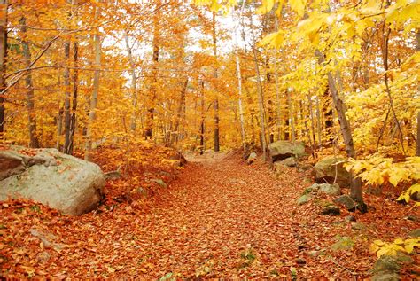 automne, Season, Nature, Landscapes, Rain, Fall, Wallpapers, Leaf, Tree 