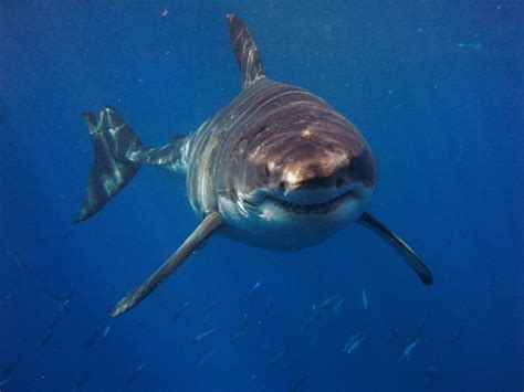 New Zealand Can Expect More Great Whites Scientists Predict Sharknewz