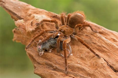 8 Horrifying Facts About The Goliath ‘birdeater Spider From South America