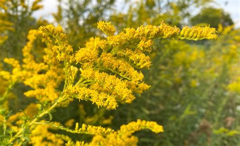 Goldenrod Or Ragweed Which One Causes Allergies Big Blog Of Gardening