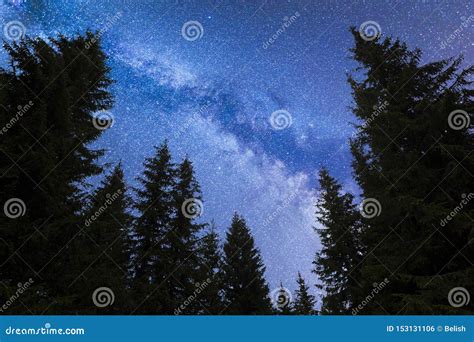 Blue Milky Way Falling Stars Pine Trees Silhouette Stock Photo Image