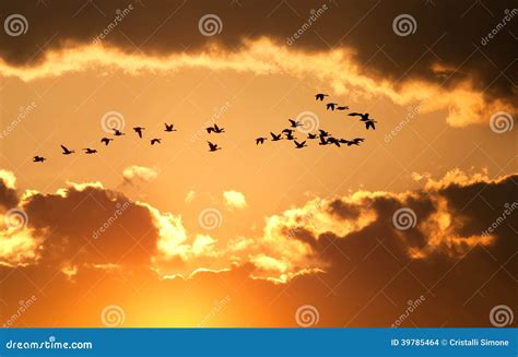Canadian Geese Fly At Sunset Stock Photo Image Of Silhouette