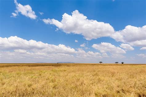 Panoramic Image Of A Lonely Acacia Tree In Savannah In Serengeti