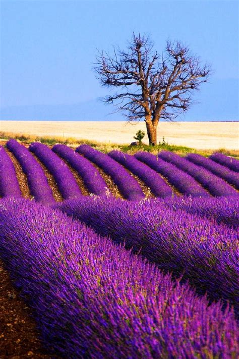 Lavender Field Provence By Tomáš Vocelka Lavender Fields Lavender