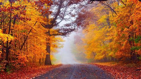 Download Fall Forest Tree Fog Man Made Road Hd Wallpaper