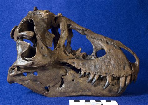 Witmerlab Dinosaur Skull Collection Tyrannosaurus