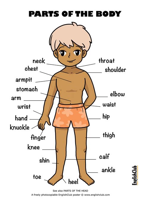 Illustrated Body Learn English