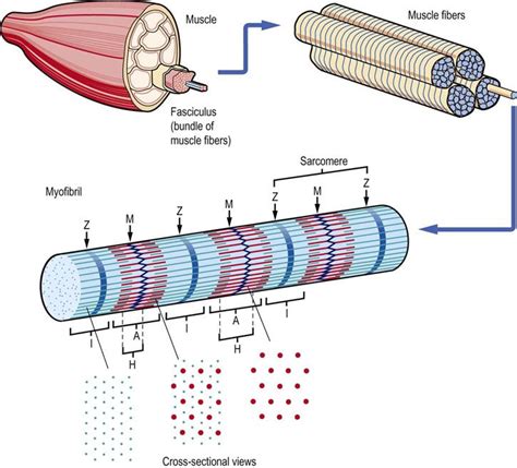 Muscle Medical Biochemistry