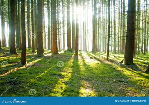 Forrest Stock Photo Image Of Forrest Leaves Tree Rays 27720334