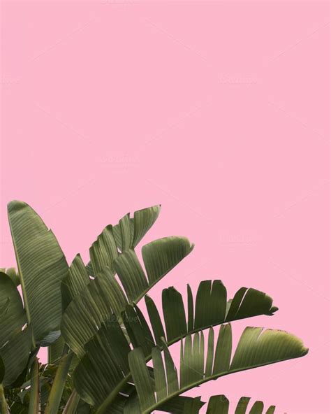 We have a massive amount of desktop and mobile backgrounds. Tropical Palm Tree Pink Background | Растения, Фоновые ...