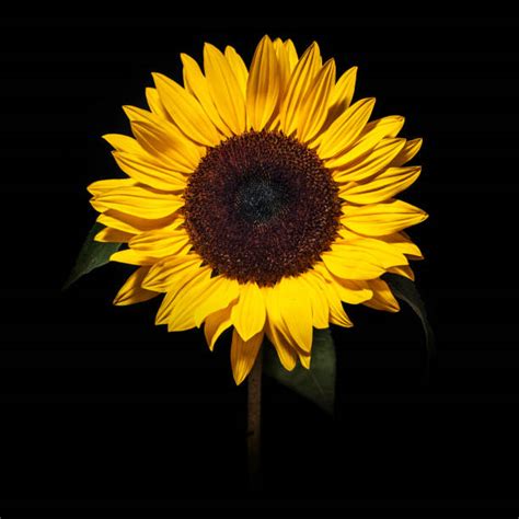 Get 20% off wallpaper rolls now through july 23rd! Sunflower Black Background Stock Photos, Pictures & Royalty-Free Images - iStock