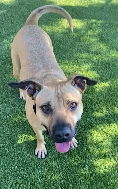 Mishka Adopted Black Mouth Cur Pit Bull Terrier Mixed Brown