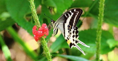 Une Splendide Espèce De Papillon Découverte Aux îles Fidji