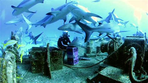 Nassau Bahamas Shark Dive Youtube