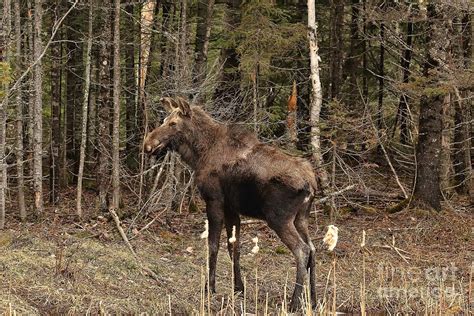 Millie The Moose Ii Photograph By Teresa Mcgill Fine Art America