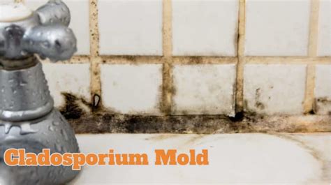 Cladosporium Mold Definition Symptoms And Treatment Mold Guide 101