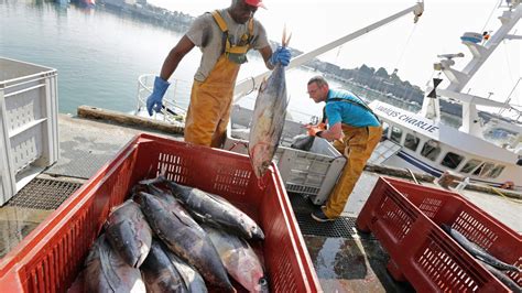 Pêche au thon : les marques Saupiquet et Petit Navire épinglées par Greenpeace