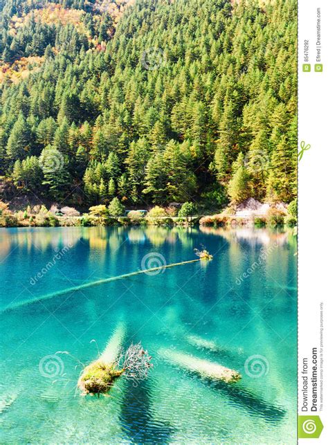 Fantastic Azure Water Of Lake With Submerged Tree Trunks Stock Photo
