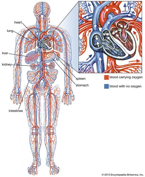 Mapa Mental Del Sistema Cardiovascular Mara Images Porn Sex Picture
