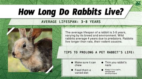 Rabbit Lifespan How Long Do Rabbits Live A Z Animals