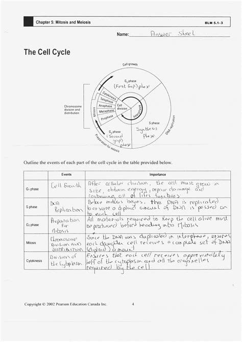 Dna is replicated during which phase of the cell cyle? Cell Cycle And Mitosis Worksheet Answer Key / Cells Alive ...
