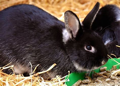 10 Reasons Why Youll Love Having Black Bunnies As Pets Here Bunny