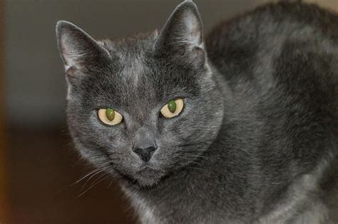 Grey Cat With Yellow Eyes Photograph By Ray Sheley Pixels