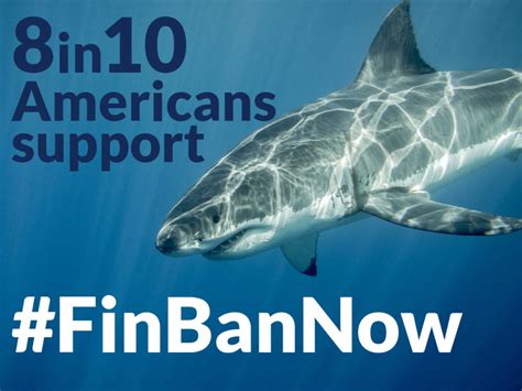 House Introduces Legislation To End Shark Finning Mission Blue