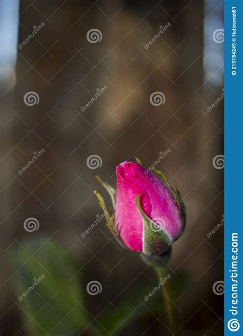 Rosebuds Close Up Single Rose Minimal Color Photo Stock Image