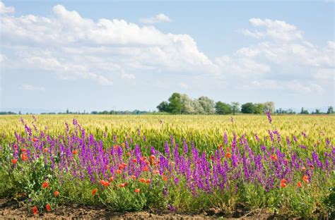 Beautiful Summer Field Stock Image Image Of Blossom 14969251